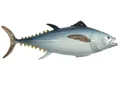 TONNO ITALCANNA IN CERAMICA ARTISTICA DIPINTA A MANO CM 65
