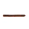 Zoom Centipede