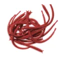Marukyu Isome Ragworm