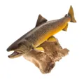 Elromito Handmade Wooden Fish Project