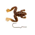 Burke Small Frog Bullfrog