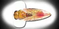 RIVER2SEA CICADA POP - RIVER2SEA CICADA POP 55 CP04