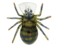 RIVER2SEA SPIDER CRANK 35 COL. SC8 - SPIDER CRANK 35 COL. SC8