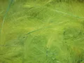 Cul de Canard Petitjean Colore Green-Fluo (1GR12)