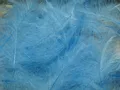 Cul de Canard Petitjean Colore Blue-Fluo (1GR13)