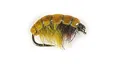 Mosca  Shrimp Olive  Misura #10 (48510)