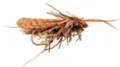 Mosca FreshWater  Sedge Mallard Wing Dk. Brown #10 (AFM03310)