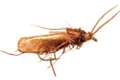 Mosca FreshWater  Sedge Natural Wing Dk. Brown #10 (AFM03510)