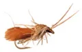 Mosca FreshWater  Sedge Feather Wing Dk.Cinnamo#12 (AFM03612)