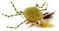 Crab Coins  Diametro 0,16 Colore  White (CR5001)