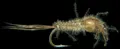 Mosca Petitjean Beadhead flies (MP133S12)