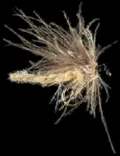 Mosca Petitjean Midjes Adult MP69  Misura # 8 (MP6908)