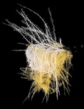 Mosca Petitjean Caddisflies Emergent (MP7412)