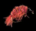 Mosca Petitjean Shrimps breeding (MP7612)