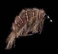 Mosca Petitjean Shrimps normal (MP7712)