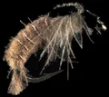 Mosca Petitjean Caddisflies larva (MP9108)