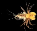 Mosche Petitjean Mayflies Ninfe MP95  Misura #12 (MP9512)