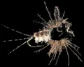 Mosche Petitjean Mayflies Ninfe MP96  Misura #12 (MP9612)