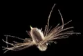 Mosca Petitjean Shrimps Water-Boatman (MP9710)