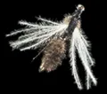 Mosca Petitjean Two-winged flies (MP9814)