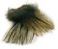 12 Plumes Pardo (lances) (PARDO)